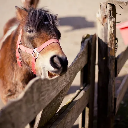 Biohof Seidl דירה