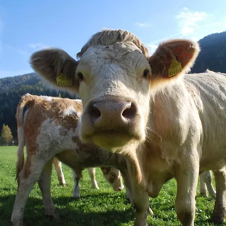 Appartamento Biohof Seidl *