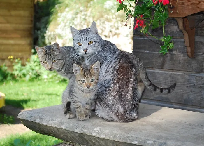 Biohof Seidl Bad Kleinkirchheim