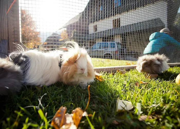 Biohof Seidl Apartment Bad Kleinkirchheim