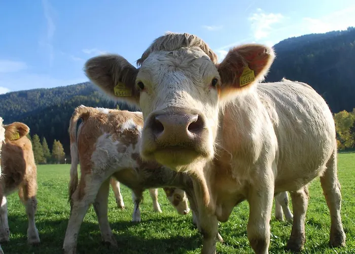 Apartment Biohof Seidl *